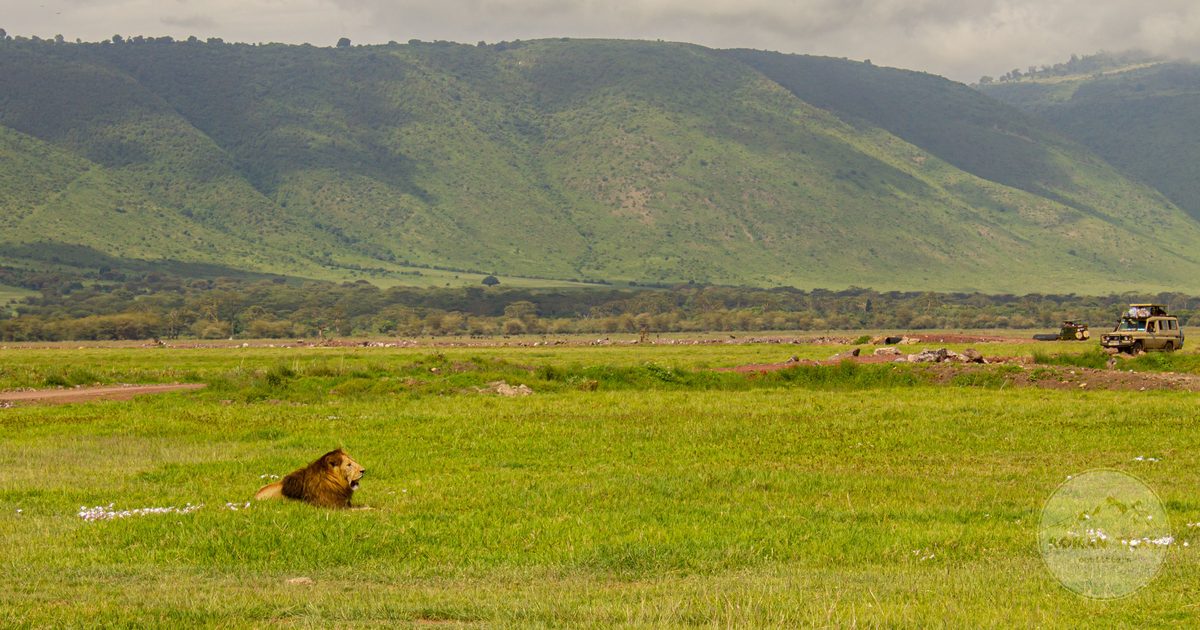 A lion resting on the plains of the Ngorongoro Crater, Tanzania