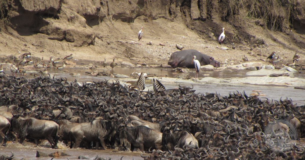 Wildebeest crossing a river during the great migration, Tanzania