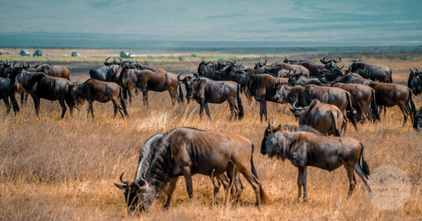 Serengeti travel guide for women