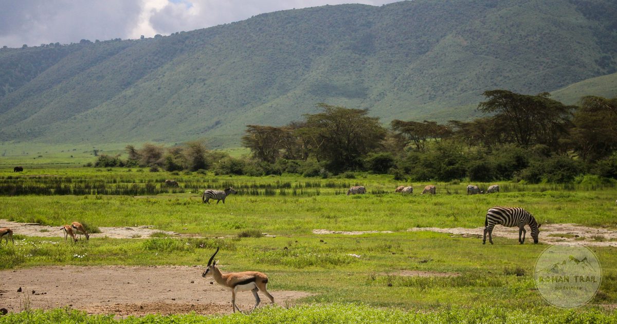 Zebras and antelope grazing in the Ngorongoro Crater, Tanzania