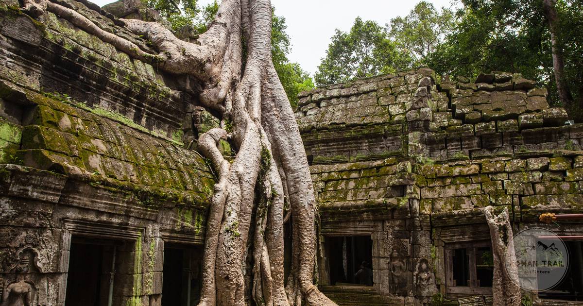 Silk cotton tree roots growing through the stone galleries of Ta Prohm, Angkor