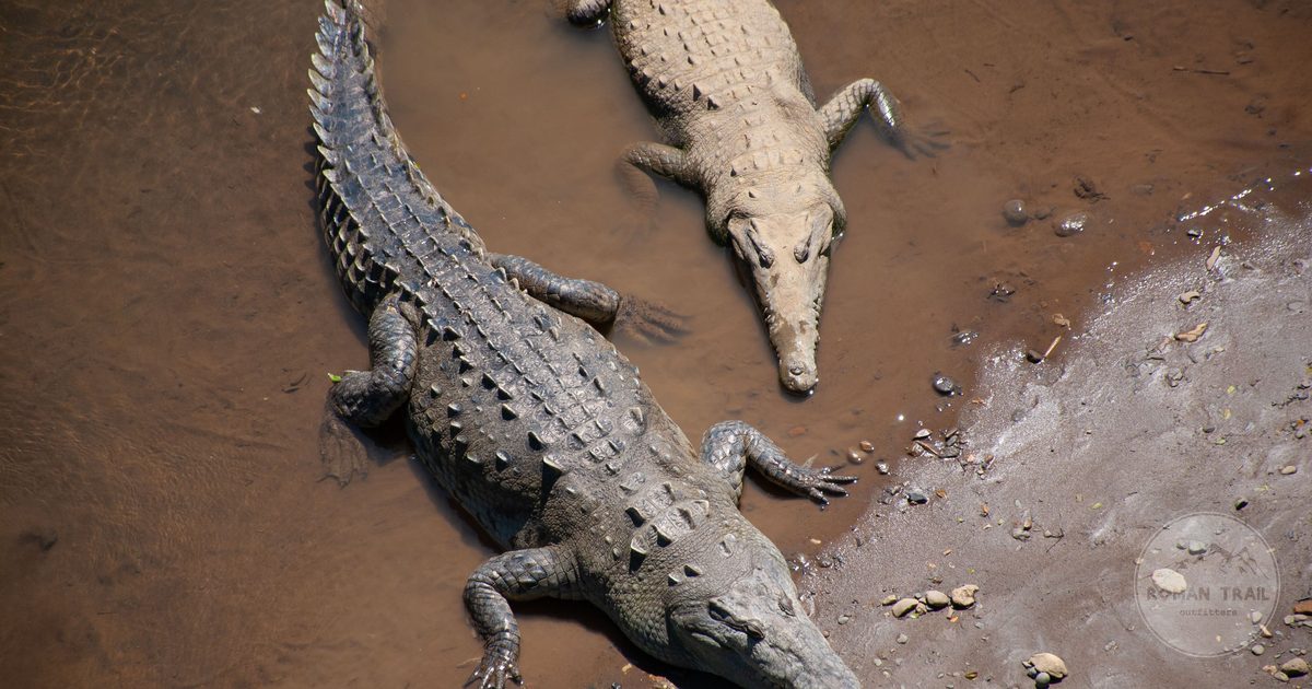 Two American crocodiles basking on a muddy riverbank in Costa Rica