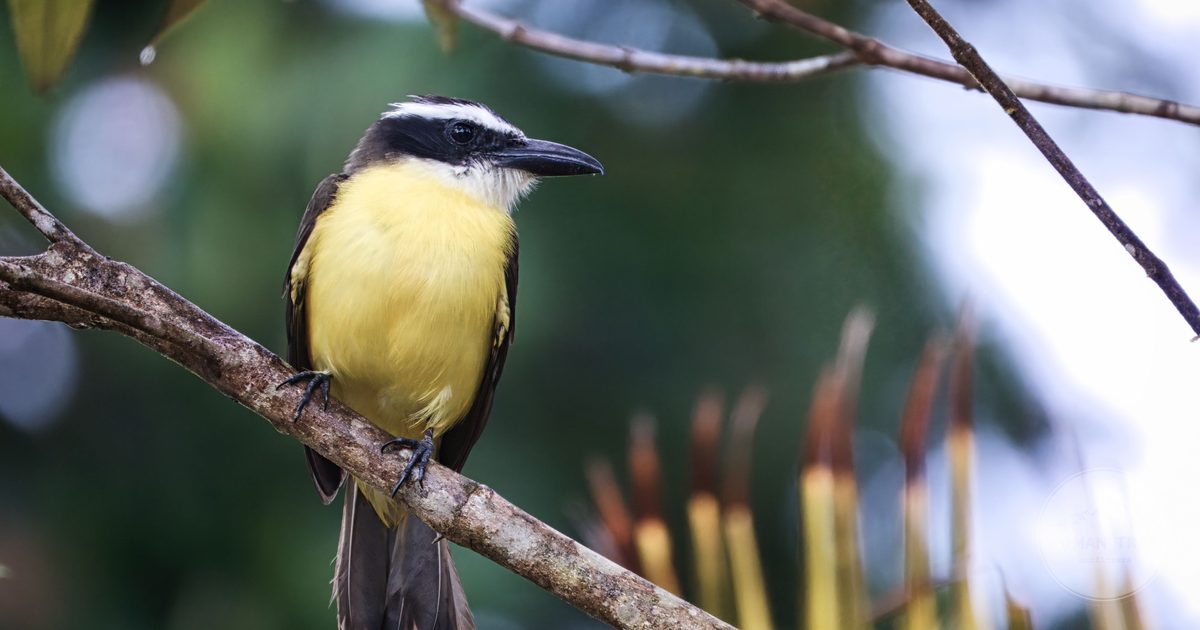 A Great Kiskadee perched on a branch at Tortuguero, Costa Rica