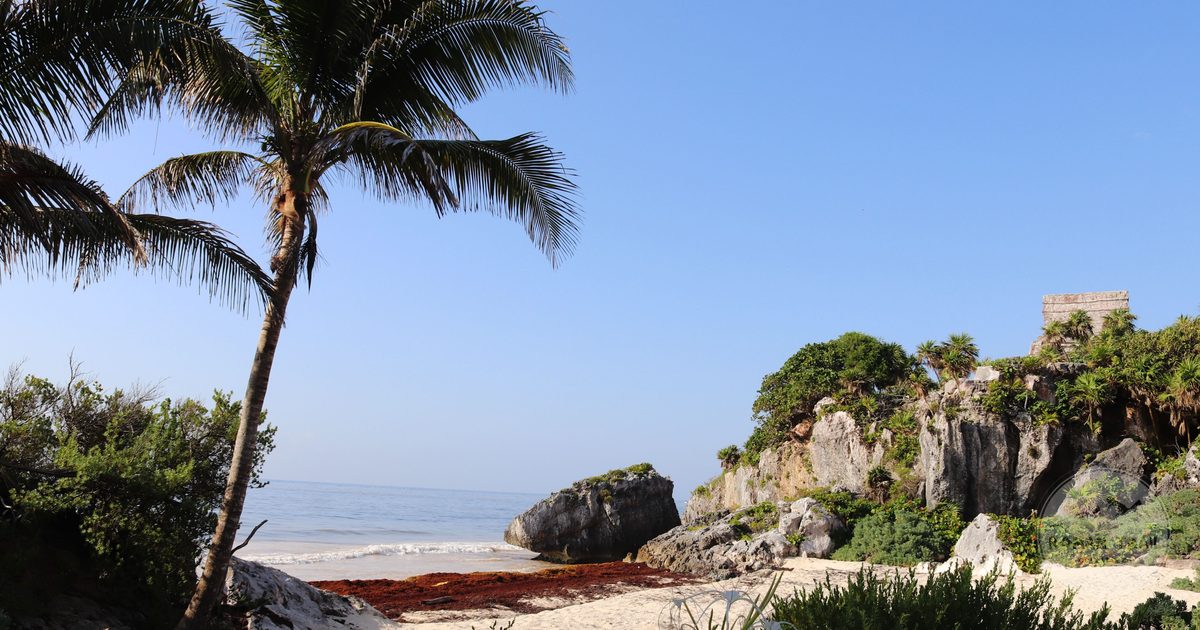 A palm tree and rocky coastline on the beach at Tulum, Mexico