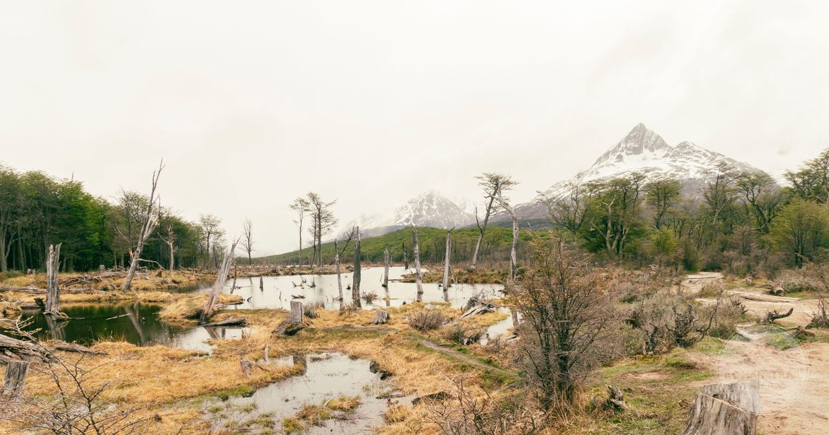 Forest, water and mountains in Tierra del Fuego national park near Ushuaia, Ushuaia packing list for women by Roman Trail Outfitters