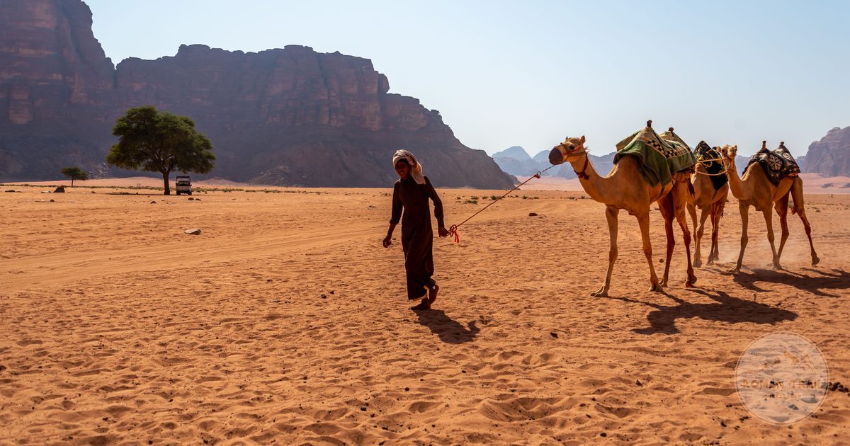 Camels crossing the desert in Wadi Rum, Jordan