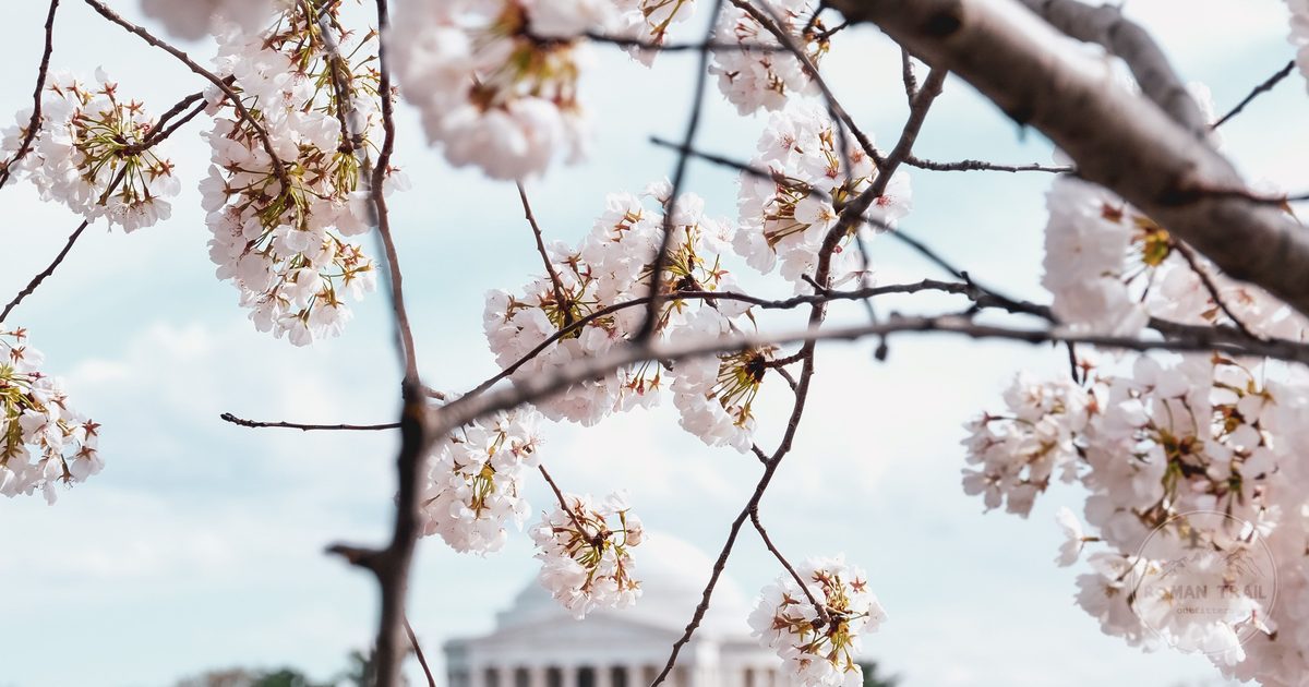 Cherry blossoms in bloom at the Tidal Basin with a memorial behind, Washington DC for women travelers