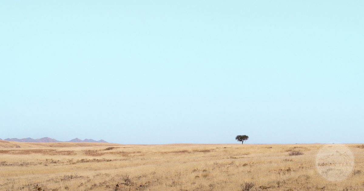 A single acacia tree on the vast arid plains of Namibia