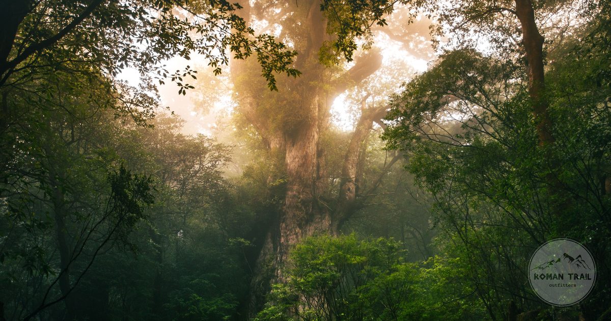 A towering cedar in the forest of Yakushima, Kagoshima Prefecture, Japan