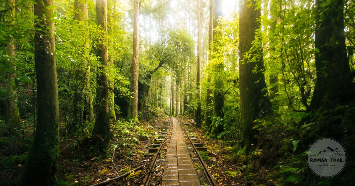 A misty forest trail with sunbeams on Yakushima, Japan